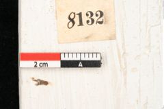 Foto (Detailansicht) von Cinnamomum lanceolatum Unger (NHMW-GEO-2024-0188-8132)